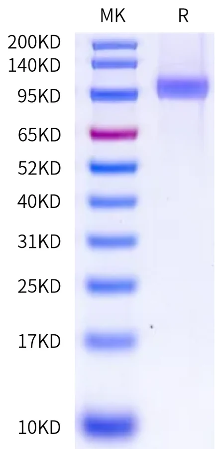 HER2ERBB2-HB001 Bis-Tris-PAGE-white result