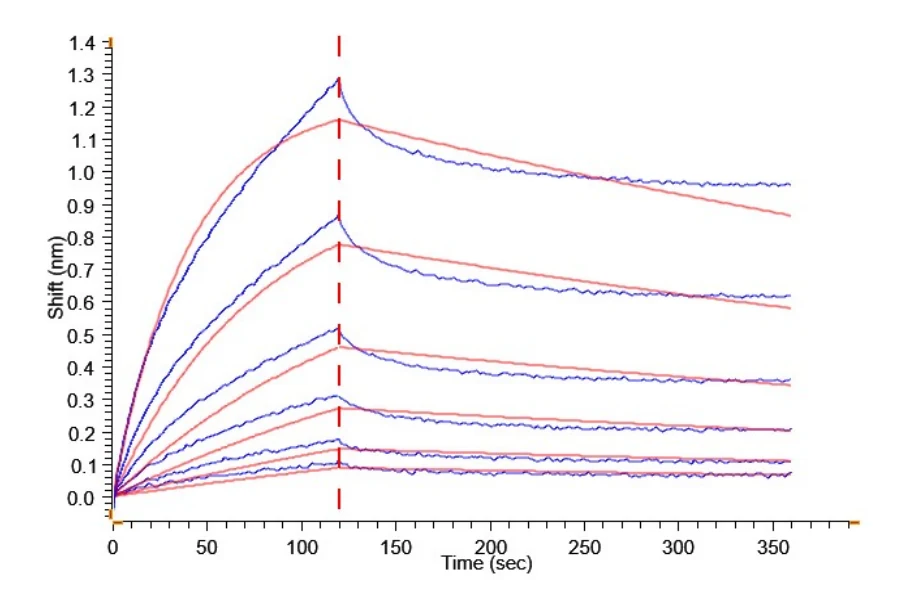 HER3-HF001 BLI result