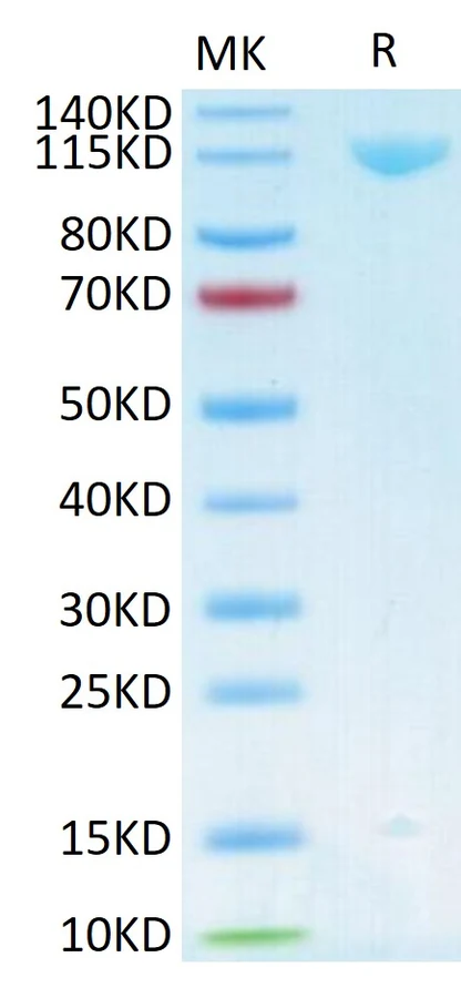 HER3-HF001 Bis-Tris-PAGE result