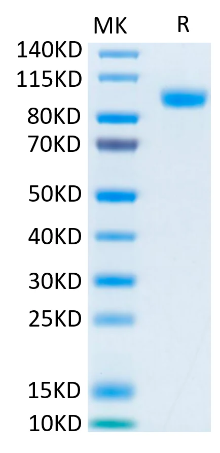 HER3ERBB3-HB001 Bis-Tris-PAGE-white result