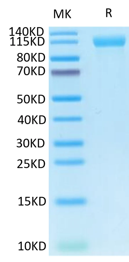 HER4-HF001 Bis-Tris-PAGE-white result