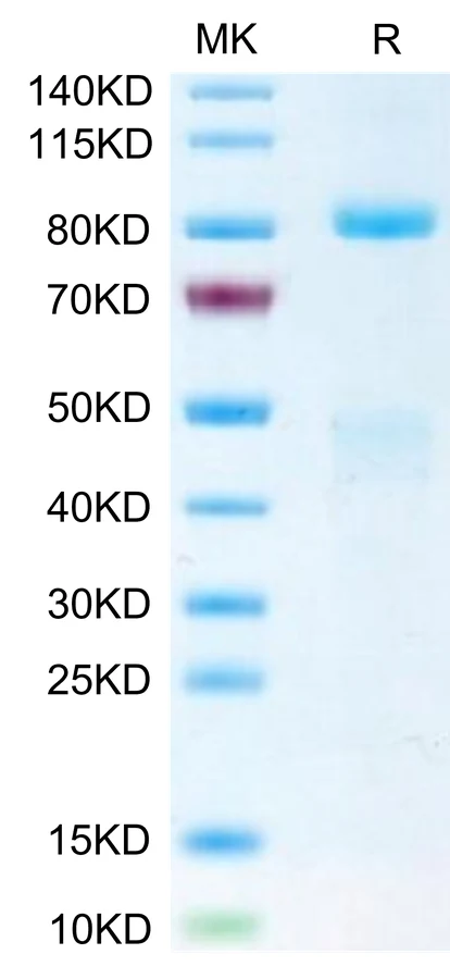 HGF-HB001 Bis-Tris-PAGE-white result