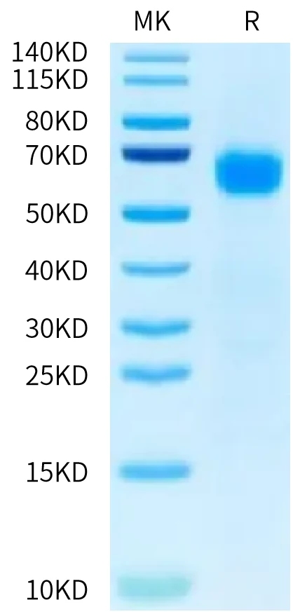 HHLA2-HB001 Bis-Tris-PAGE-white result