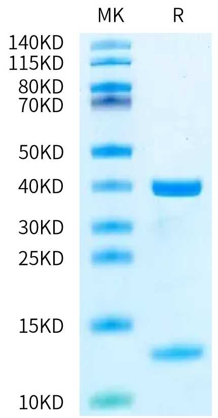 HLAA0201-HB003 Bis-Tris-PAGE-white result
