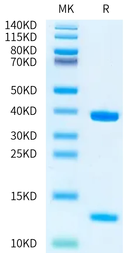 HLAA0201-HB004 Bis-Tris-PAGE-white result