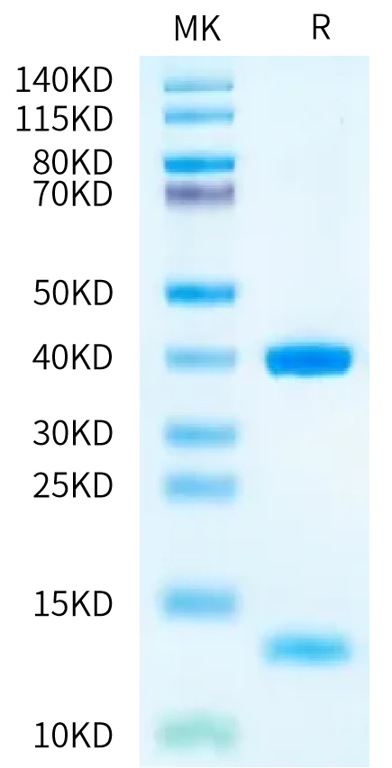 HLAA0201-HB005 Bis-Tris-PAGE-white result