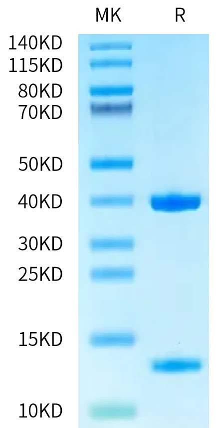HLAA0201-HB007 Bis-Tris-PAGE-white result