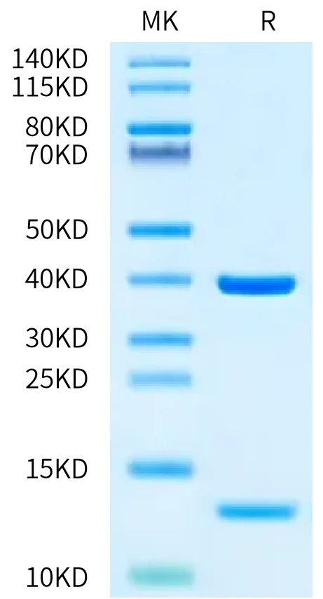 HLAA0201-HB010 Bis-Tris-PAGE-white result