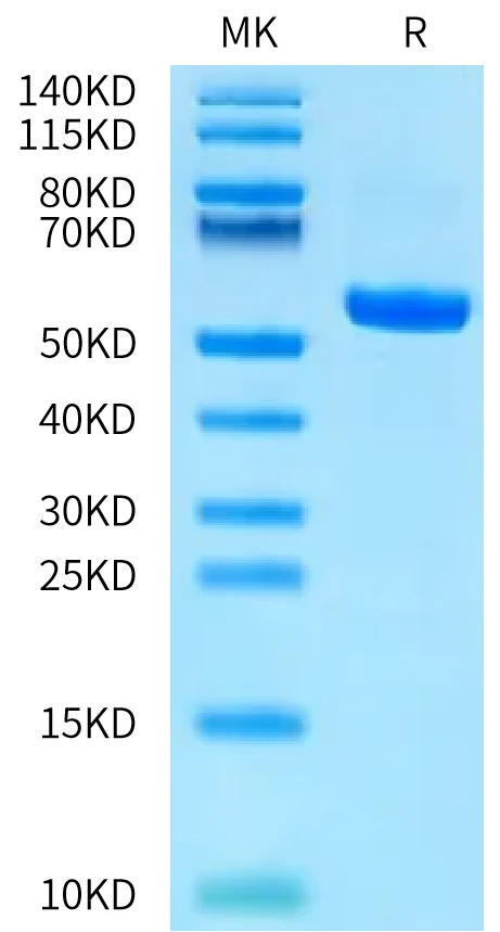 HLAA0201-HB012 Bis-Tris-PAGE-white result