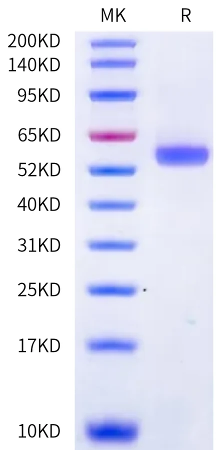 HLAA0201-HB013 Bis-Tris-PAGE-white result