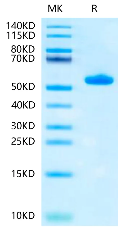 HLAA0201-HB014 Bis-Tris-PAGE-white result