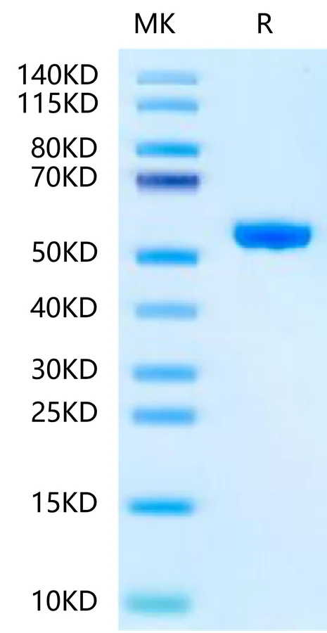 HLAA0201-HP015 Bis-Tris-PAGE-white result