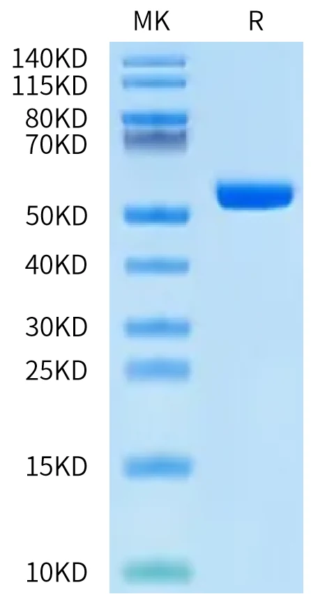 HLAA0206-HB001 Bis-Tris-PAGE-white result