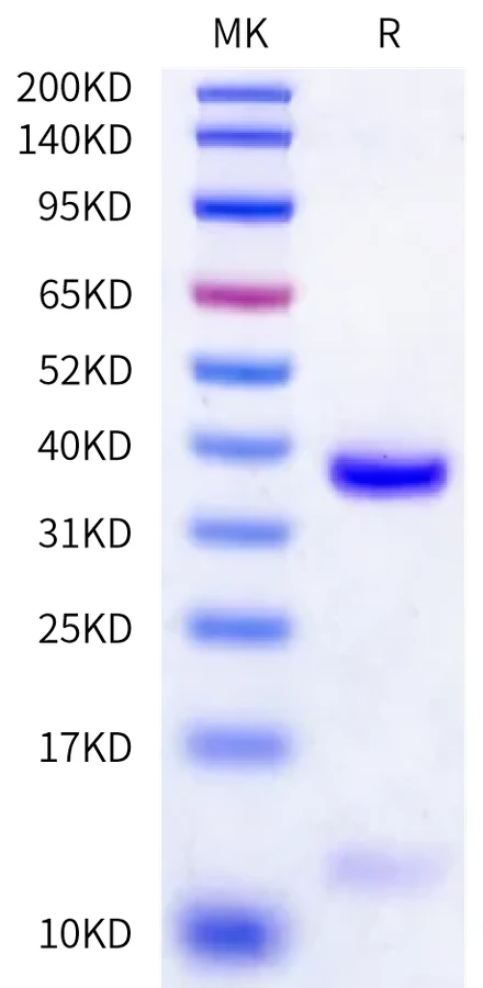 HLAA0301-HB002 Bis-Tris-PAGE-white result