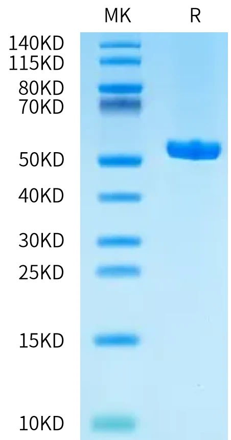 HLAA0301-HB004 Bis-Tris-PAGE-white result