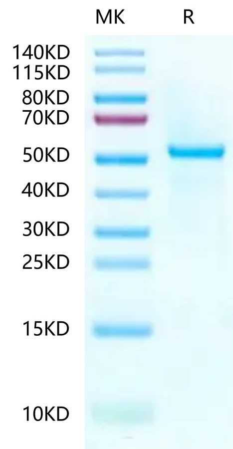 HLAA0301-HP004 Bis-Tris-PAGE-white result