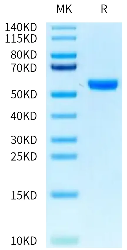 HLAA1101-HB003 Bis-Tris-PAGE-white result