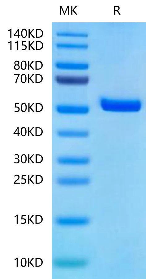 HLAA1101-HB004 Bis-Tris-PAGE-white result