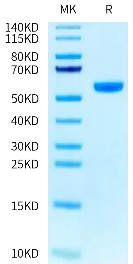 HLAA1101-HP003 Bis-Tris-PAGE-white result