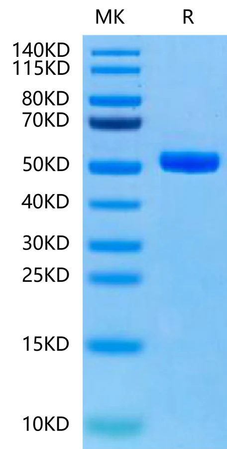 HLAA1101-HP005 Bis-Tris-PAGE-white result