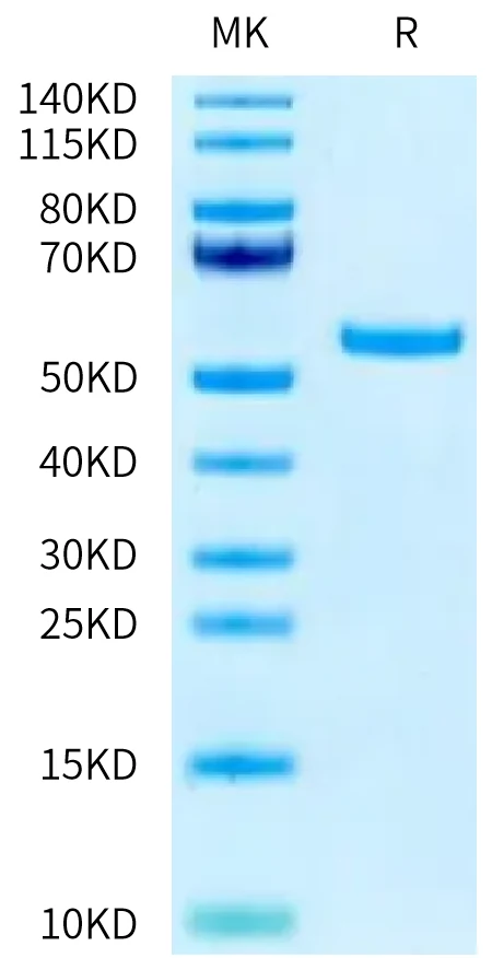 HLAA2402-HB002 Bis-Tris-PAGE-white result