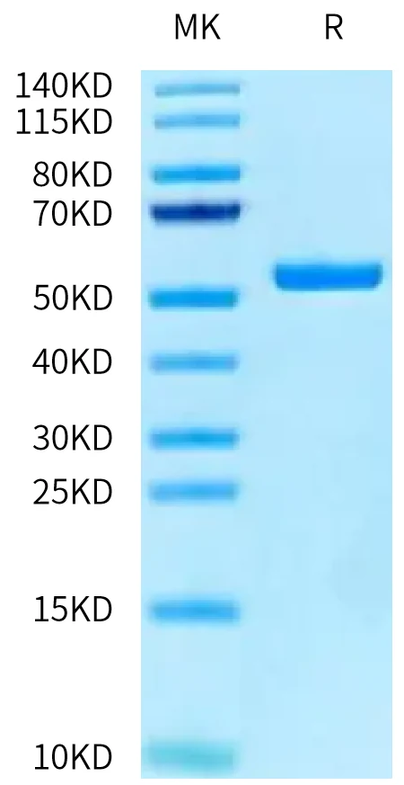 HLAA2402-HP002 Bis-Tris-PAGE-white result