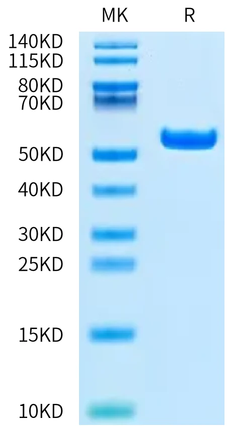 HLAA2601-HB001 Bis-Tris-PAGE-white result