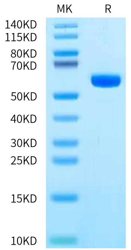 HLAA3101-HB001 Bis-Tris-PAGE-white result