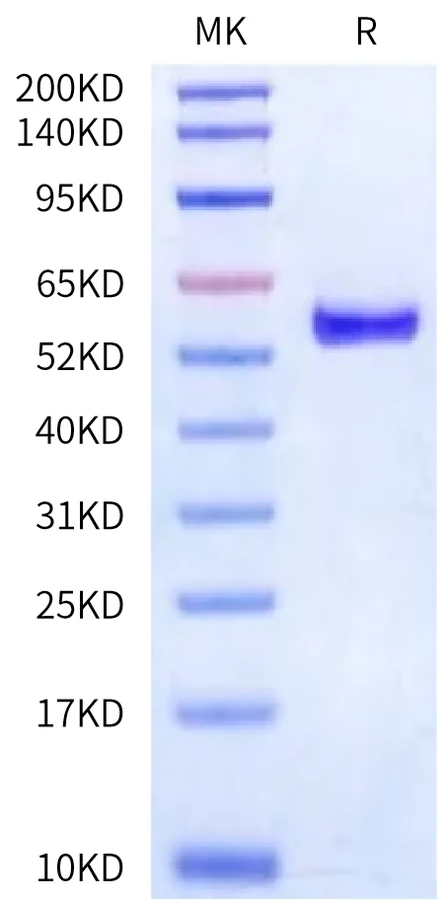 HLAA3101-HP001 Bis-Tris-PAGE-white result