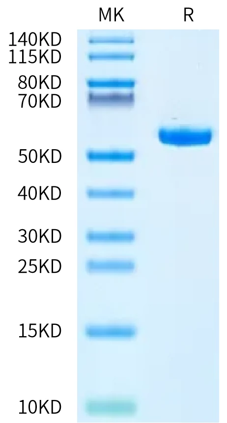 HLAA3303-HB001 Bis-Tris-PAGE-white result