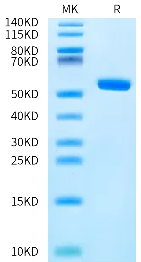 HLAA6801-HB001 Bis-Tris-PAGE-white result
