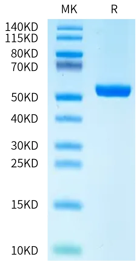 HLAB2705-HB001 Bis-Tris-PAGE-white result