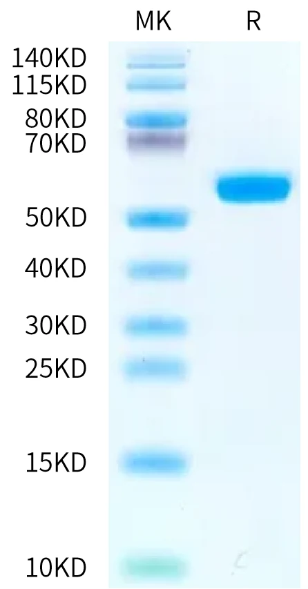 HLAB5701-HB001 Bis-Tris-PAGE-white result
