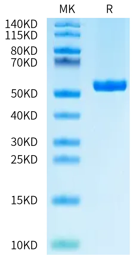 HLAC0304-HB001 Bis-Tris-PAGE-white result