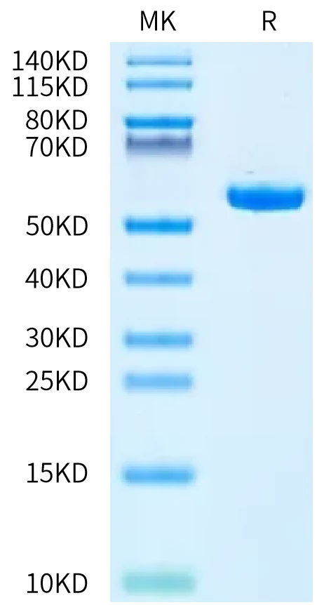HLAC0702-HB001 Bis-Tris-PAGE-white result