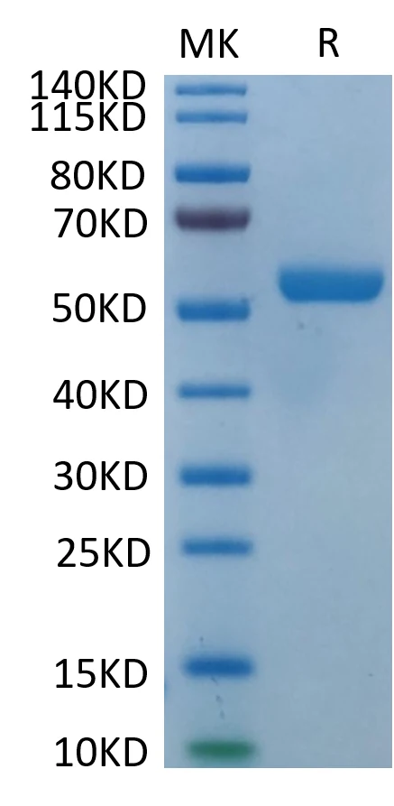 HLAE0103-HB001 Bis-Tris-PAGE-white result