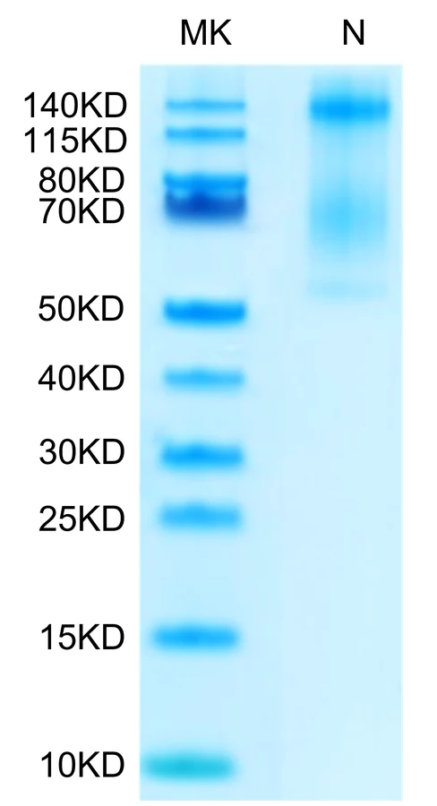 HLAE0103-HB002 Bis-Tris-PAGE-white result