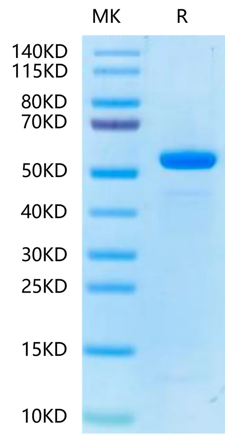 HLAE0103-HB003 Bis-Tris-PAGE-white result