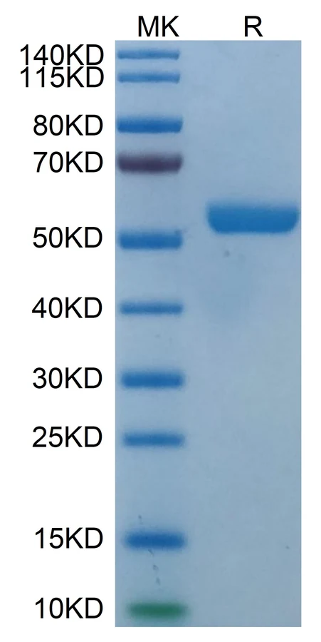 HLAE0103-HP001 Bis-Tris-PAGE result