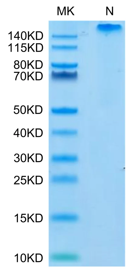 HLAE0103-HP002 Bis-Tris-PAGE-white result