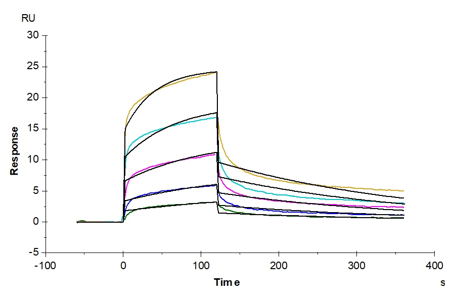 HLAE0103-HP002 SPR result