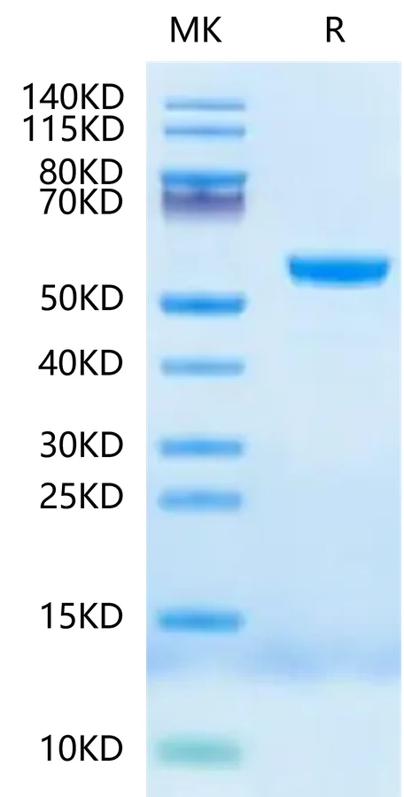HLAE0103-HP003 Bis-Tris-PAGE-white result