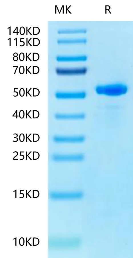 HLAE0103-HP004 Bis-Tris-PAGE-white result