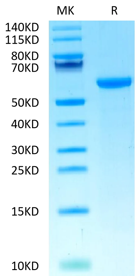 HLAG-HB001 Bis-Tris-PAGE-white result