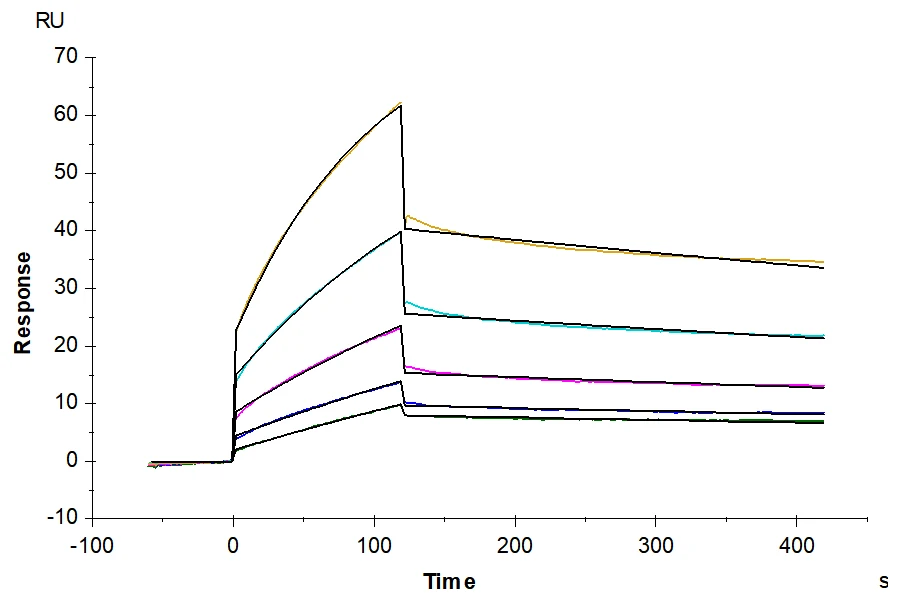 HLAG-HB001 SPR result