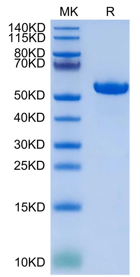 HLAG-HB002 Bis-Tris-PAGE-white result