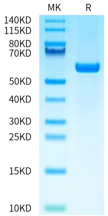HLAG-HB003 Bis-Tris-PAGE-white result