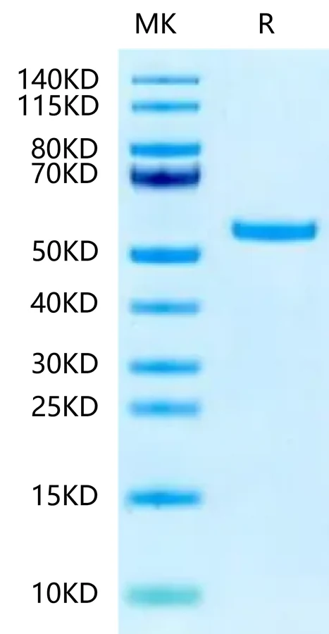 HLAG-HB004 Bis-Tris-PAGE-white result