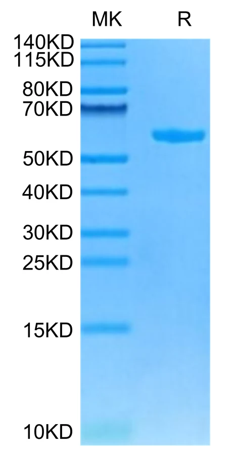 HLAG-HP001 Bis-Tris-PAGE-white result