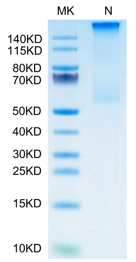 HLAG-HP002 Bis-Tris-PAGE-white result